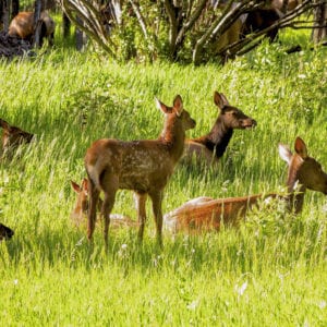 deer in the meadow